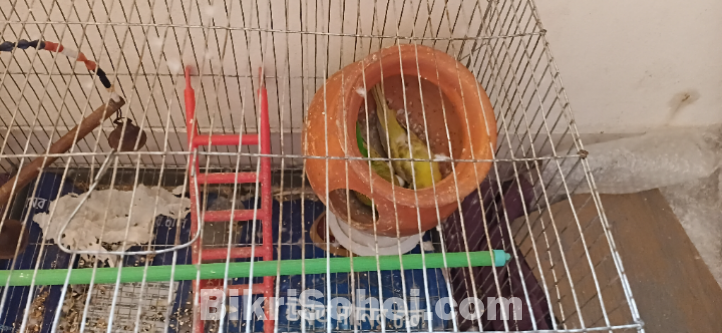 বাজিগর পাখি